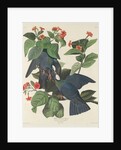 White-crowned Pigeon, 1833 by John James Audubon