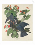 White-crowned Pigeon, 1833 by John James Audubon