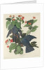 White-crowned Pigeon, 1833 by John James Audubon