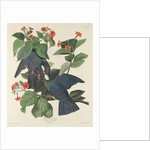 White-crowned Pigeon, 1833 by John James Audubon