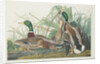 Mallard Duck, 1834 by John James (after) Audubon