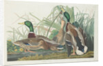Mallard Duck, 1834 by John James (after) Audubon