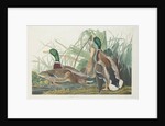 Mallard Duck, 1834 by John James (after) Audubon
