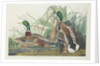 Mallard Duck, 1834 by John James (after) Audubon