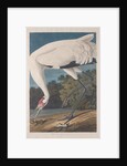 Hooping Crane, 1834 by John James (after) Audubon