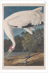 Hooping Crane, 1834 by John James (after) Audubon