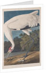 Hooping Crane, 1834 by John James (after) Audubon