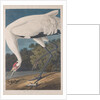 Hooping Crane, 1834 by John James (after) Audubon