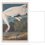 Hooping Crane, 1834 by John James (after) Audubon
