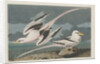 Tropic Bird, 1835 by John James Audubon