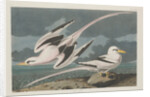 Tropic Bird, 1835 by John James Audubon