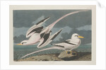 Tropic Bird, 1835 by John James Audubon
