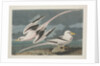 Tropic Bird, 1835 by John James Audubon