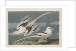 Tropic Bird, 1835 by John James Audubon