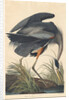 Great blue Heron, 1834 by John James Audubon