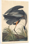 Great blue Heron, 1834 by John James Audubon