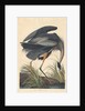 Great blue Heron, 1834 by John James Audubon
