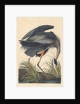 Great blue Heron, 1834 by John James Audubon