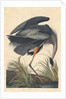Great blue Heron, 1834 by John James Audubon