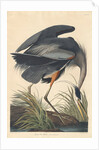 Great blue Heron, 1834 by John James Audubon
