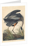 Great blue Heron, 1834 by John James Audubon