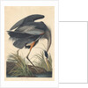 Great blue Heron, 1834 by John James Audubon