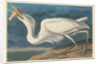 Great White Heron, 1835 by John James Audubon