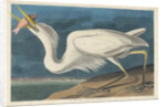 Great White Heron, 1835 by John James Audubon
