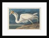 Great White Heron, 1835 by John James Audubon