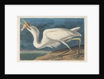 Great White Heron, 1835 by John James Audubon