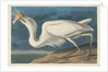 Great White Heron, 1835 by John James Audubon