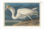 Great White Heron, 1835 by John James Audubon