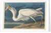 Great White Heron, 1835 by John James Audubon