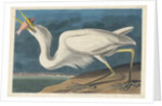Great White Heron, 1835 by John James Audubon