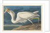 Great White Heron, 1835 by John James Audubon