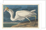 Great White Heron, 1835 by John James Audubon