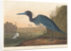 Blue Crane or Heron, 1836 by John James Audubon
