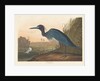 Blue Crane or Heron, 1836 by John James Audubon