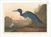 Blue Crane or Heron, 1836 by John James Audubon