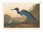 Blue Crane or Heron, 1836 by John James Audubon