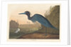 Blue Crane or Heron, 1836 by John James Audubon