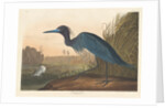 Blue Crane or Heron, 1836 by John James Audubon