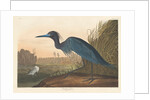 Blue Crane or Heron, 1836 by John James Audubon
