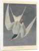 Great Tern, 1836 by John James (after) Audubon