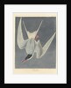 Great Tern, 1836 by John James (after) Audubon