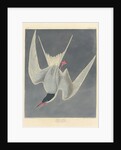 Great Tern, 1836 by John James (after) Audubon