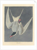Great Tern, 1836 by John James (after) Audubon