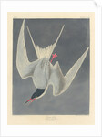Great Tern, 1836 by John James (after) Audubon