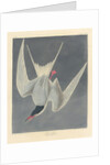 Great Tern, 1836 by John James (after) Audubon