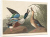 Shoveller Duck, 1836 by John James Audubon